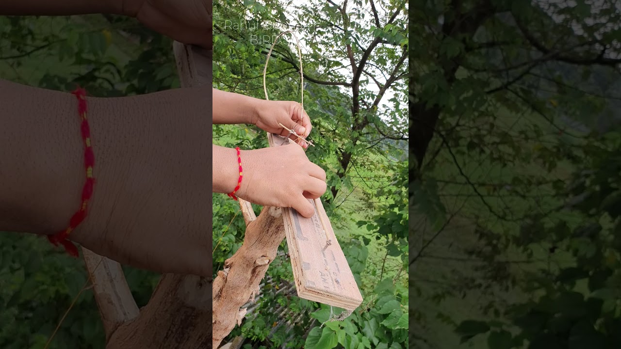 How to install Parrot Catching💡Trap 🦜Best Parrot Trap✔️#shorts #parrot #youtubeshorts