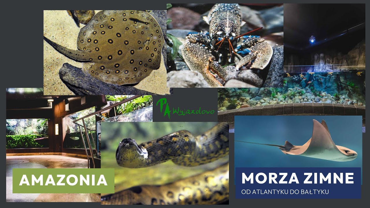 Akwarium Gdynia - Amazonia/Morza Zimne
