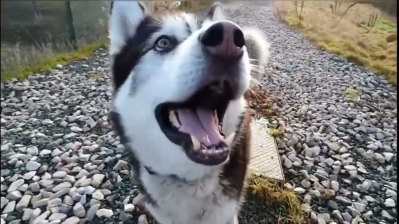 Husky Tries To Beat His Dad At Games