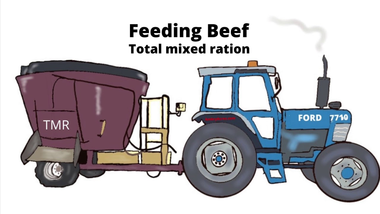Feeding Beef with a TMR
