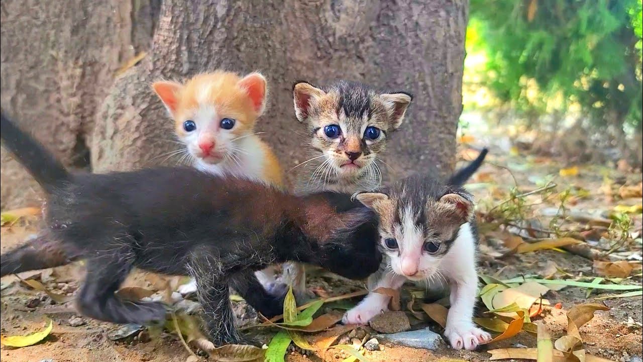 Little Street Kittens Crying Out for Their Mama, Finding Care and Comfort 🐱💖🐾