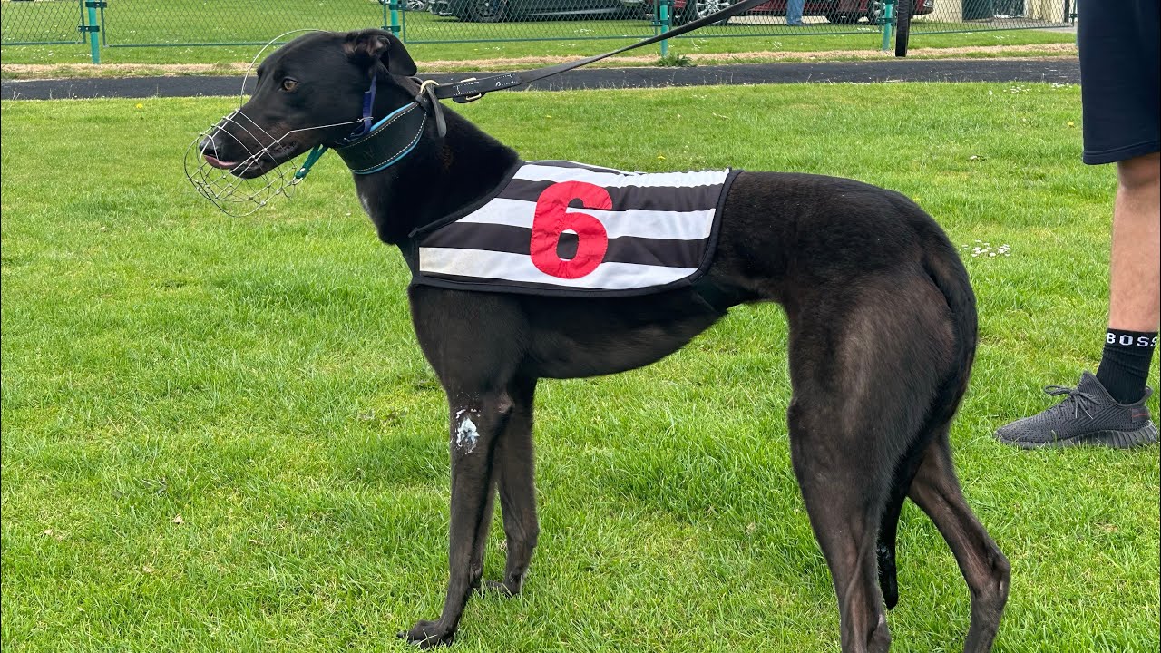Unofficial Track Record - Training Greyhounds Ep. 43