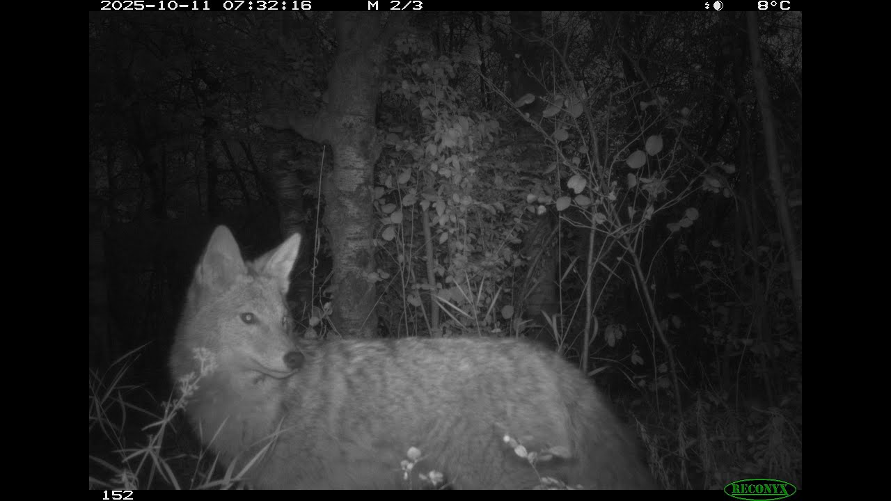 Calgary Connect  Wildlife Monitoring in the Weaselhead