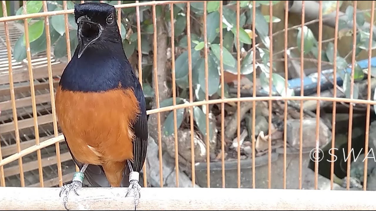 White rumped shama Copsychus malabaricus Bird Singing Very Good #SwallowBird