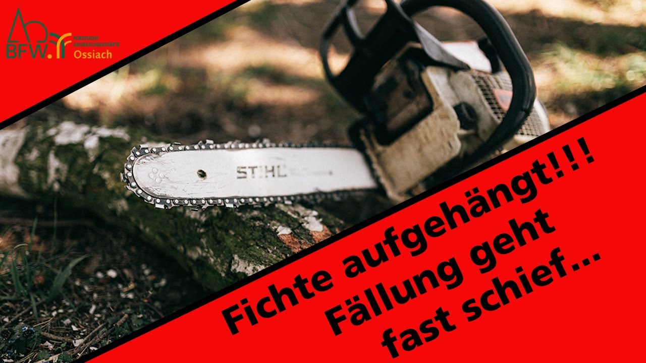falsche Baumbeurteilung I FAIL I Fichte aufgehängt I Praxisvideo I Stihl MS 362 CM