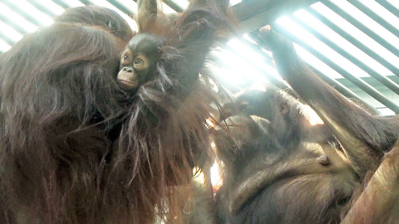 長い間、顔つき合わせて何していたんだか？キキとチェリア・多摩動物公園 2026/01/10
