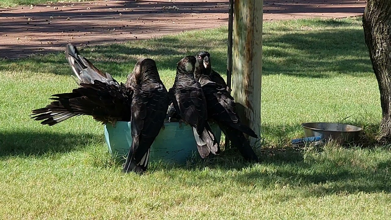 CARNABY'S WHITE TAIL BLACK COCKATOO in PERTH FOOTHILLS MAR 2021 WESTERN AUSTRALIA