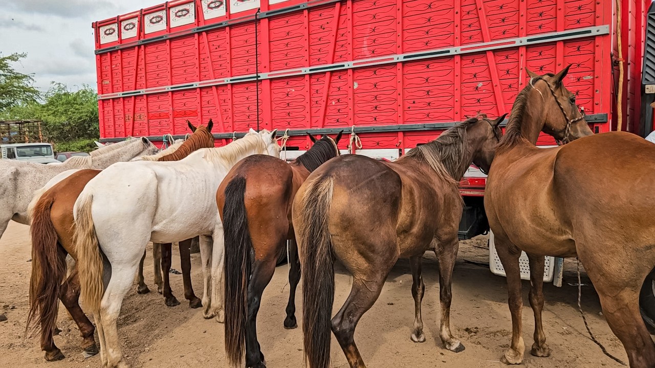 FEIRA DE CAVALOS DE CACHOEIRINHA PE, QUINTA FEIRA, (26/02/26)