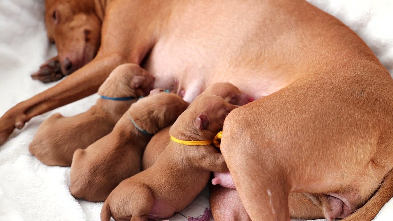 Pasgeboren Cirneco dell'Etna puppies in Belgie van Cyrenensis Gala
