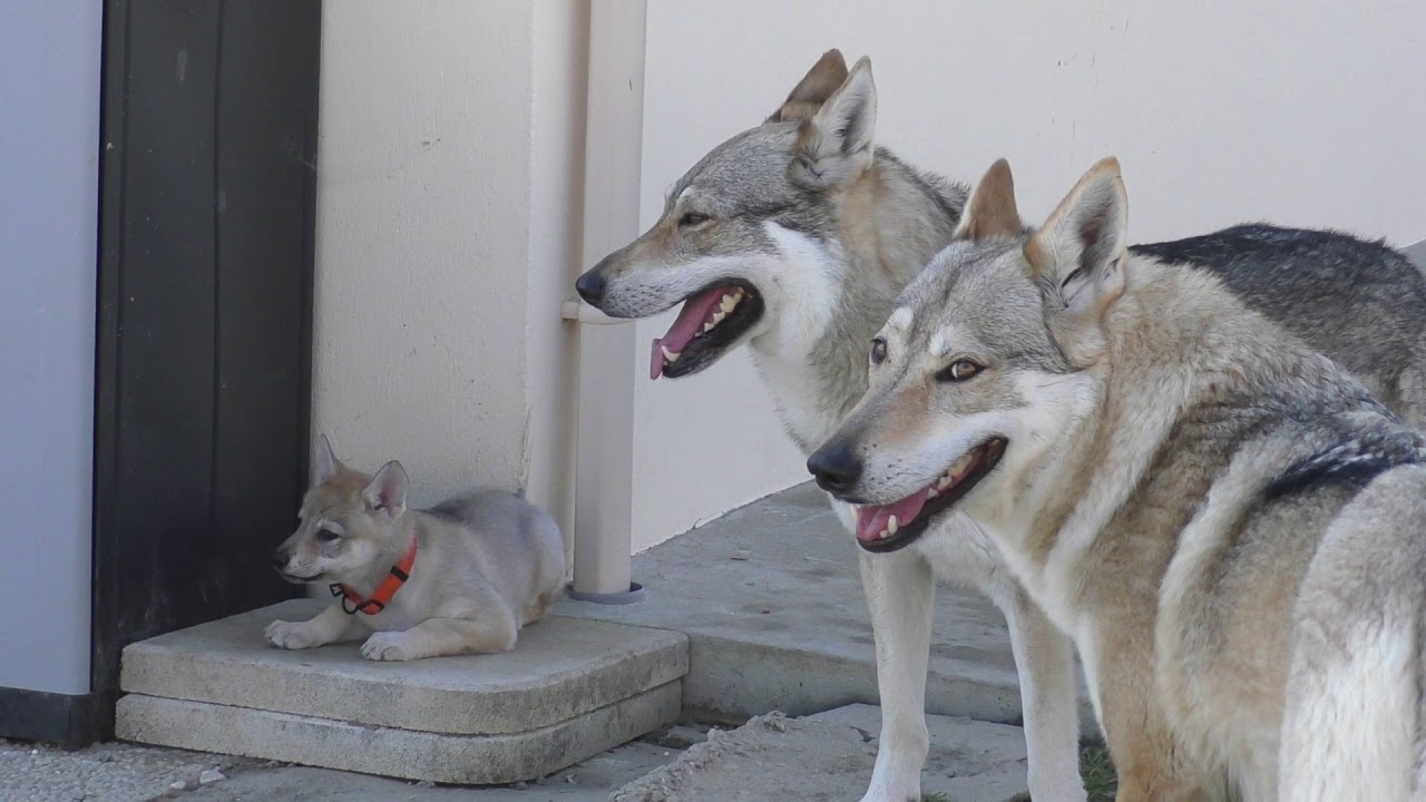 2019 Portée Akshaya & Izaak Chiots chiens loups tchécoslovaques 44 jours 28 02 2019