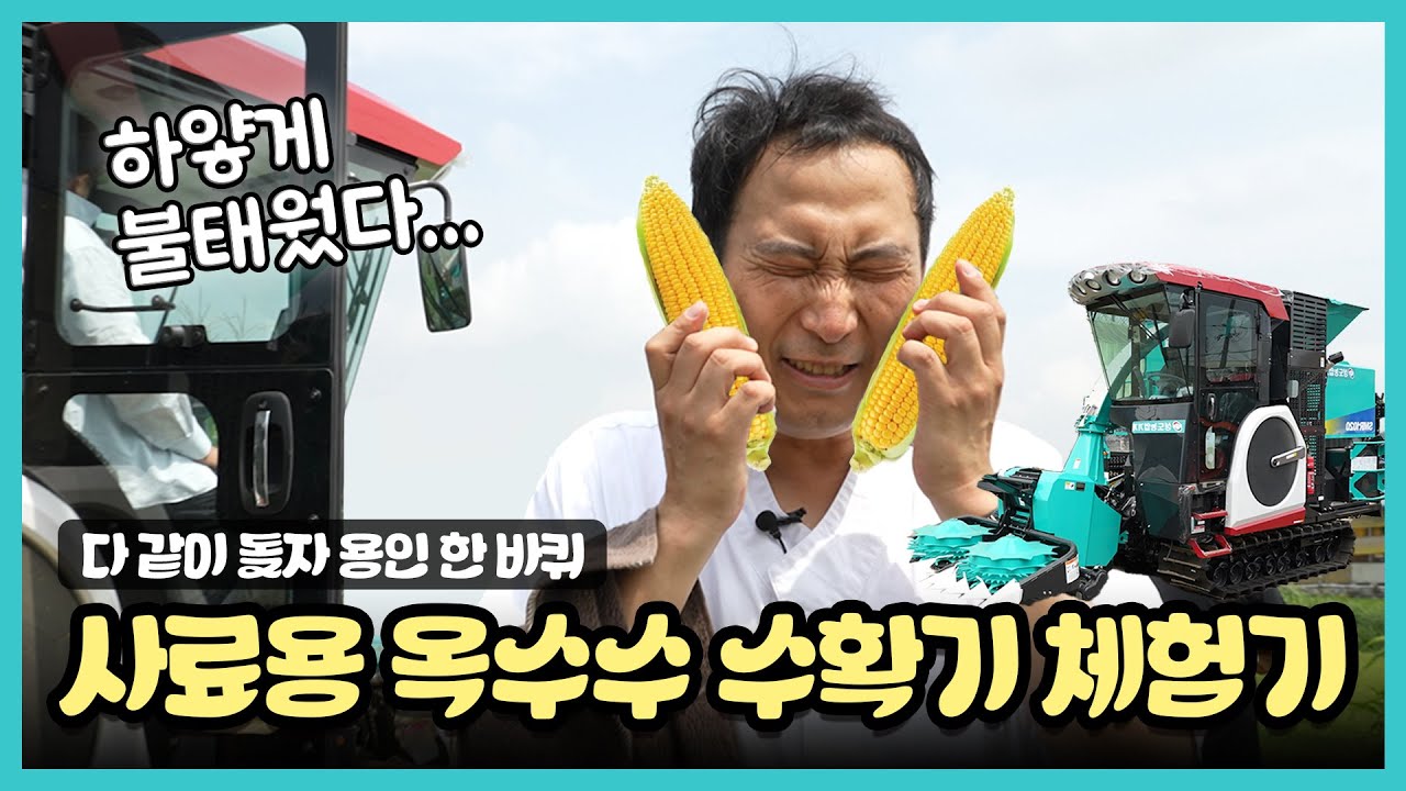 [다같이돌자 용인한바퀴] 사료용 옥수수 수확기 체험기