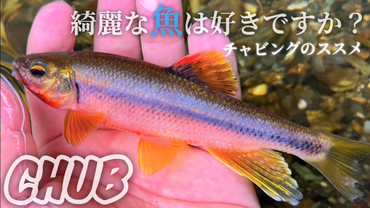 【カワムツ釣り】この夏、手軽にチャビング始めてみませんか？涼を感じながら楽しめる釣りを紹介します〜#チャビング #ダイソー釣具 #夏休み