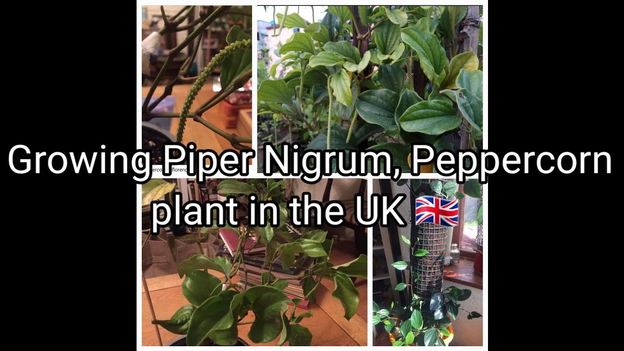 Growing Piper Nigrum, Peppercorn plant in the UK 🇬🇧