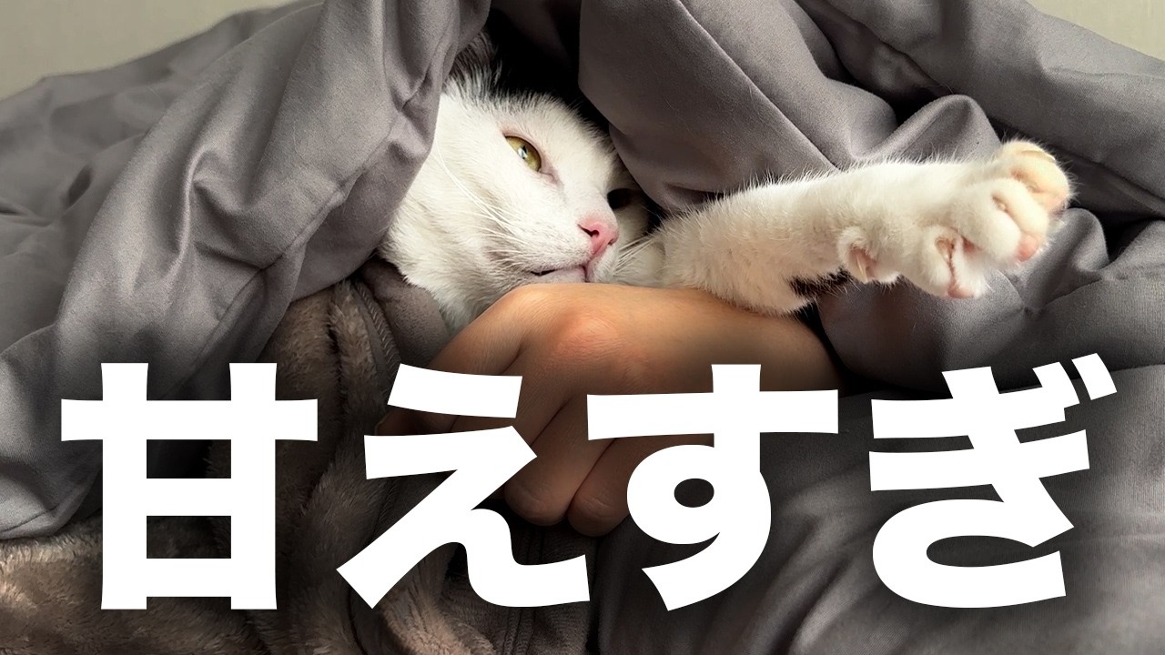 【これは反則】人をダメにする猫