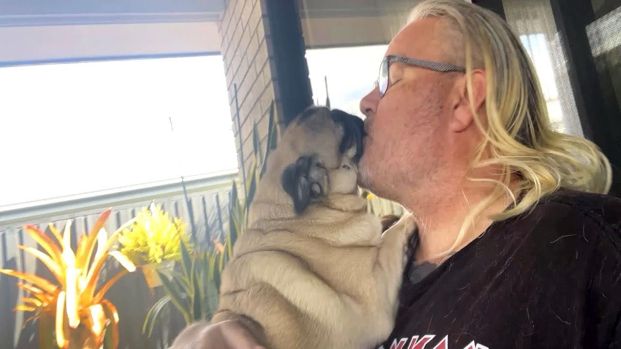 Kisses, Chaos & Cheeky Pugs!  #PugLife #PugLove  #DogKisses #nonnasaysno