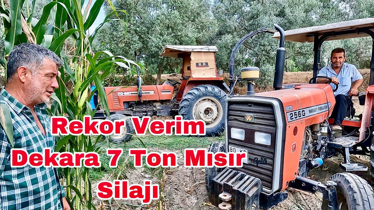 İlk Defa Böylesini Biçtik !! Dekara 7 Ton Mısır Silajı Biçimi