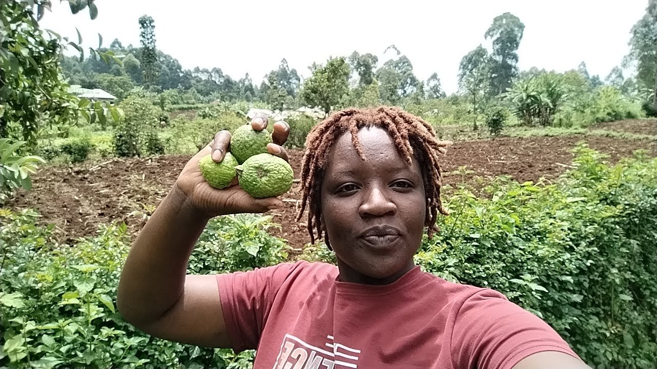It's Guava Season!| You Won't Believe What The Kids Did To The Neighbours Guava Tree