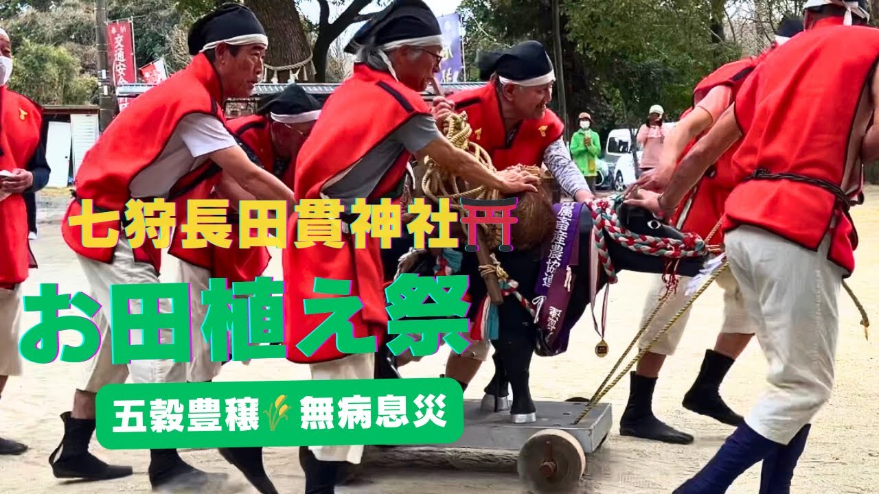 七狩長田貫神社⛩️通称田崎神社　お田植え祭り🌾✨#伝統行事 