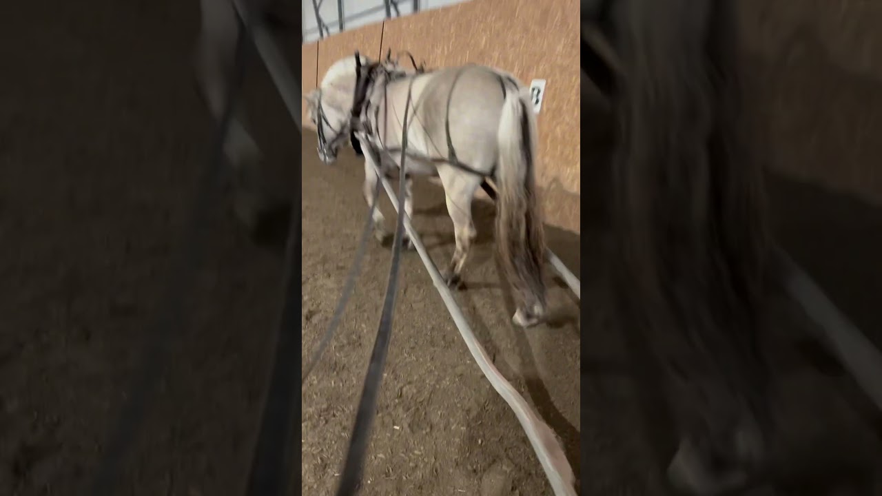🌟Basic Horse driving training🌟#horses #equestrianjourney #fjordhorse #grey #colt