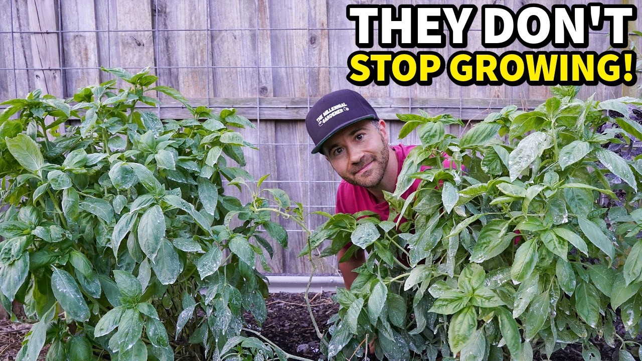 I Tested The AMAZING New Ultra Disease Resistant Basil!