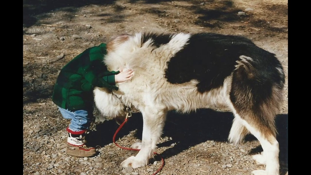 Dallas Seavey - 4-Time Iditarod Champion