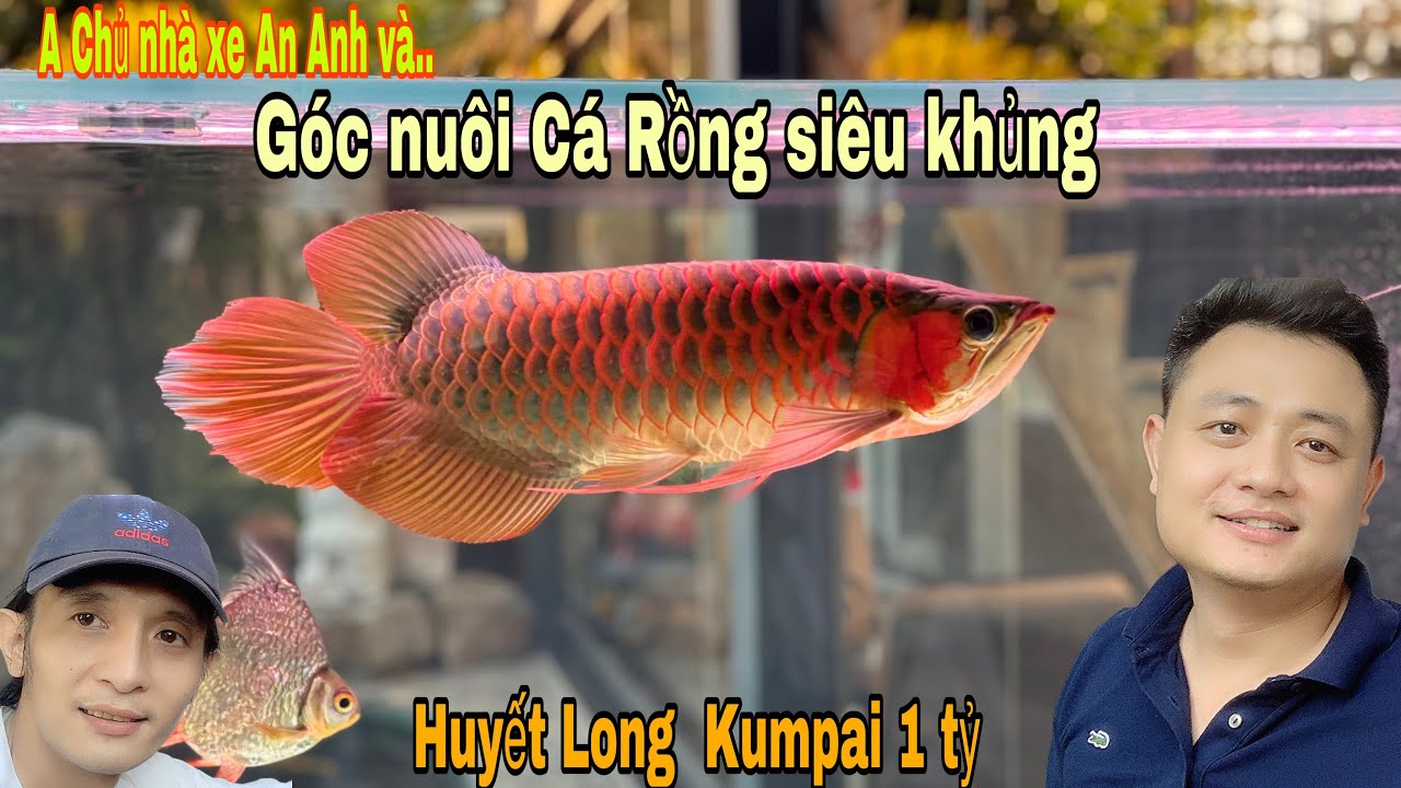 Huyết Long KumPAI 1tỷ và khu nuôi Cá Rồng siêu khủng của A giám đốc nhà xe-Thái Salem vê lốc