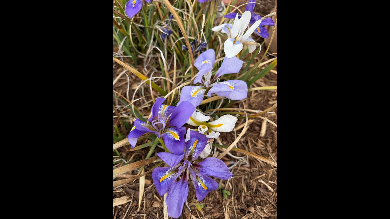 Зимнецветущие ирисы? Да, пожалуйста! Iris unguicularis