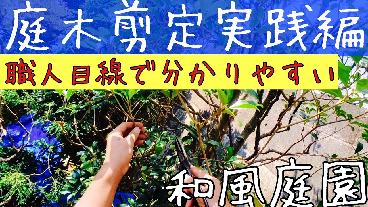 【和風庭園の庭木剪定実践編2】モッコク、金木犀、サザンカ、椿の剪定編