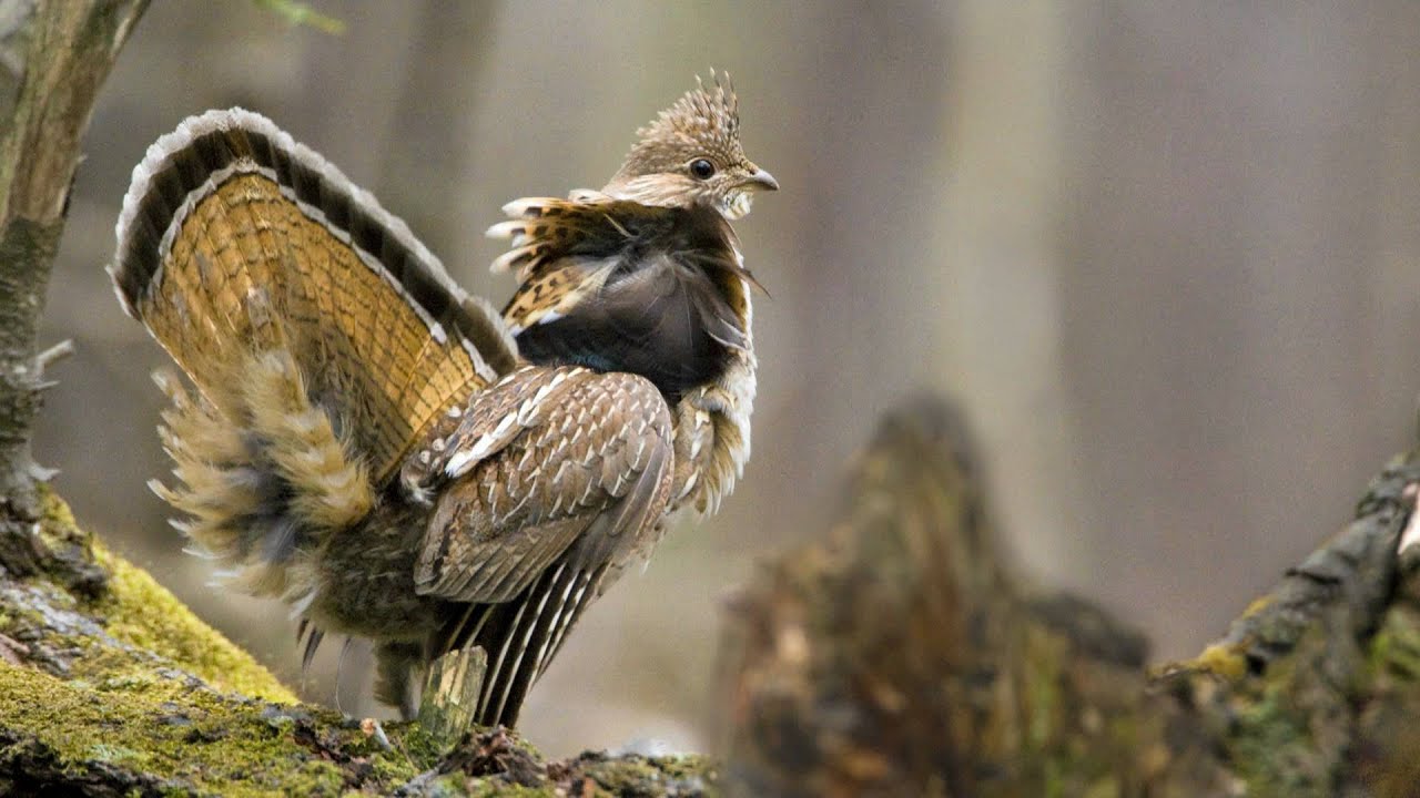 Voices: Ruffed Grouse