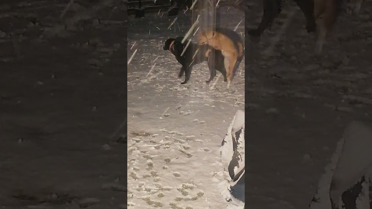 first snow of winter #snow #funny #dog