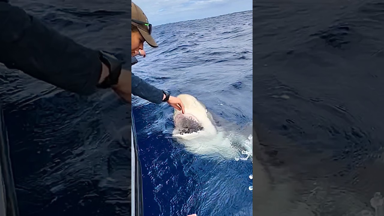 When Patting a Shark Goes Wrong&hellip; Almost! 🦈 #shark #fishing 🎥 IG: @the_aloha_cowgirl808