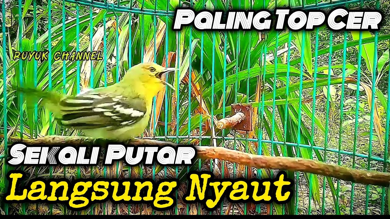 Sirtu Cipoh Gacor ‼️Pancingan Top Cer Sekali Putar Cipoh Diam & Macet Bunyi Langsung Nyaut✅️