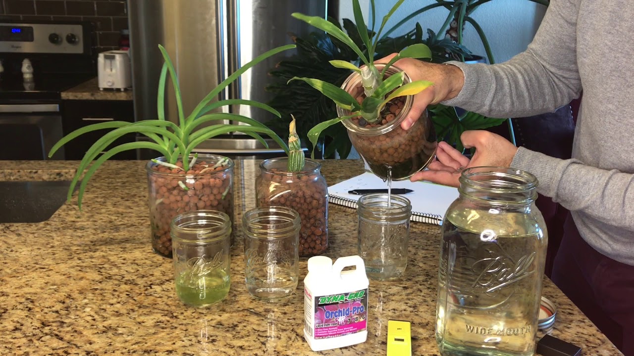 Measuring the Impact of Leca on pH: Semi-Hydroponics (Part One)