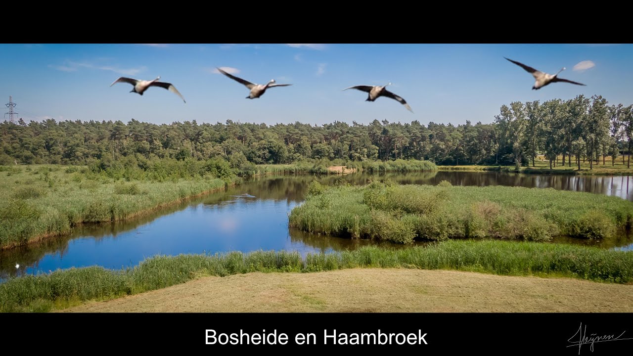 Boesheide en Haambroek, een onbekende natuurparel