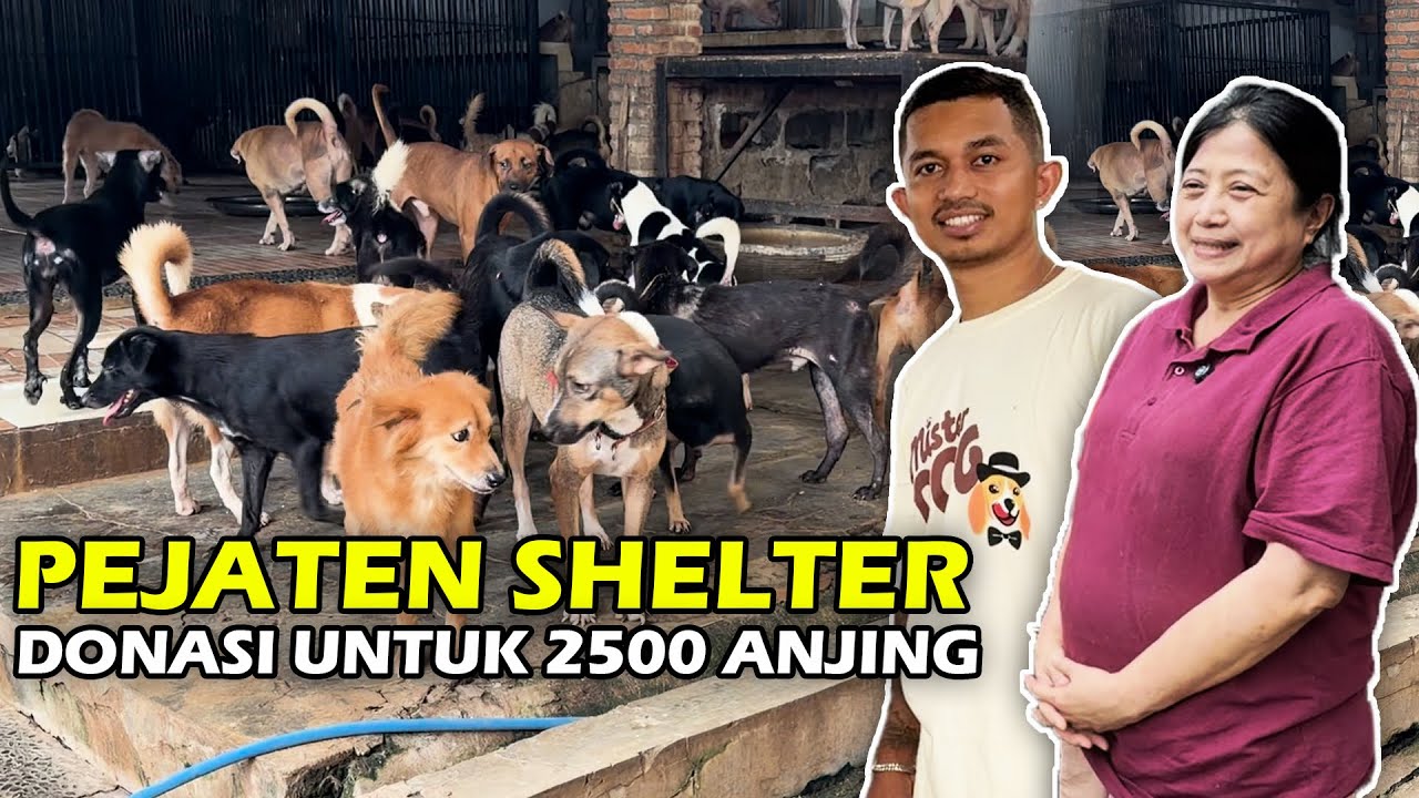 ADA RIBUAN ANJING TERLANTAR DI PEJATEN SHELTER 😢‼️ 