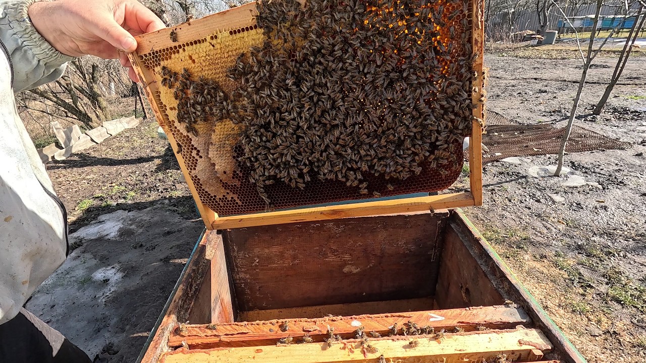 ✅ Отводки Пчел после зимовки! Посмотрим! #пчеловодство1