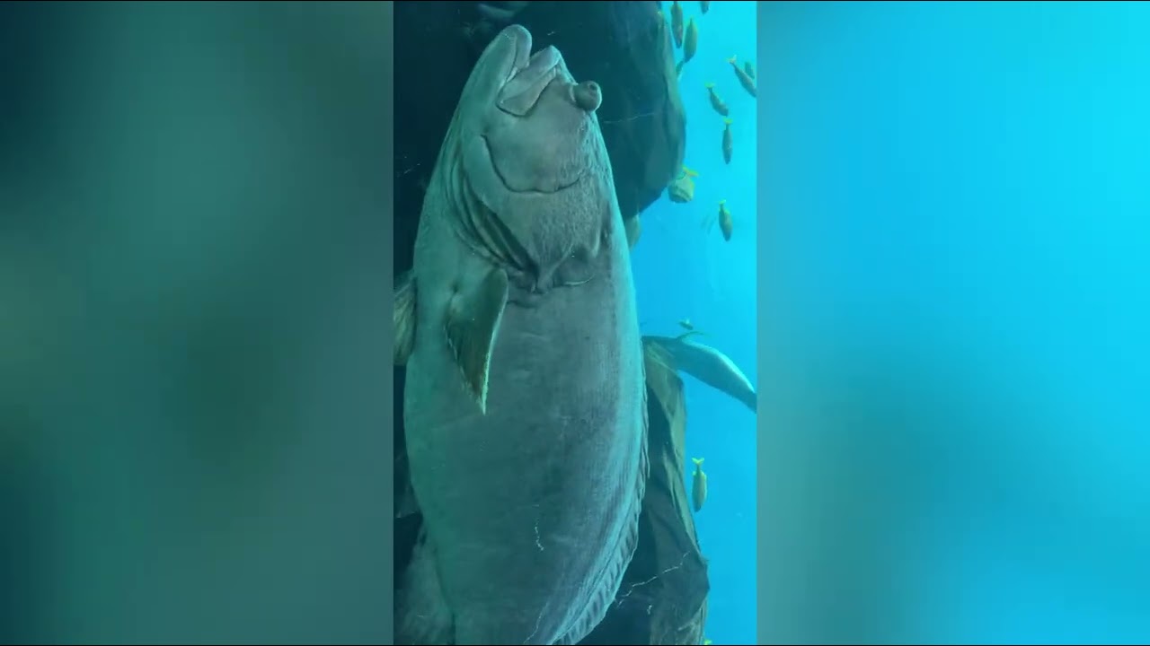 Inside the Largest Aquarium in the U.S. 🐠 | Georgia Aquarium Atlanta #acquarium #fishes 