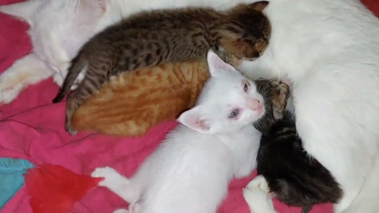 Paralyzed Kitten Refuses To Give Up… Tries To Walk Like A Brave Fighter 😿🐾