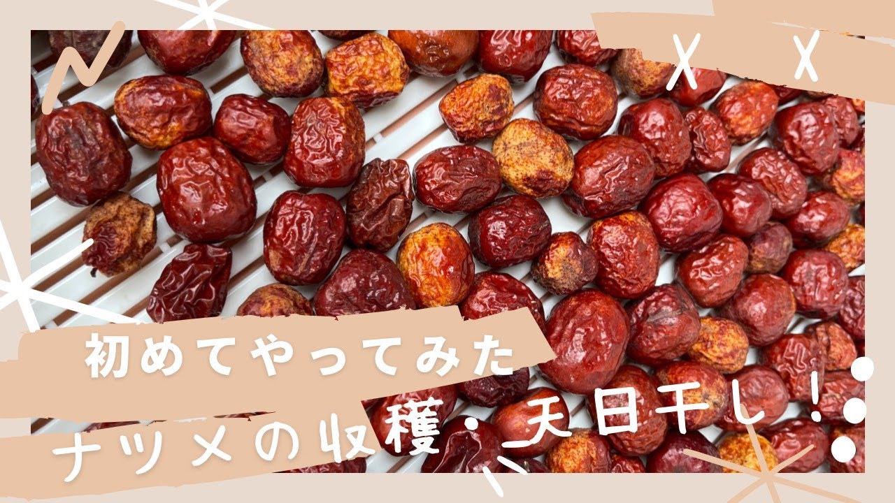 #17 初めてのナツメの収穫と天日干し/Harvesting jujube #ナツメ　#jujube #japan