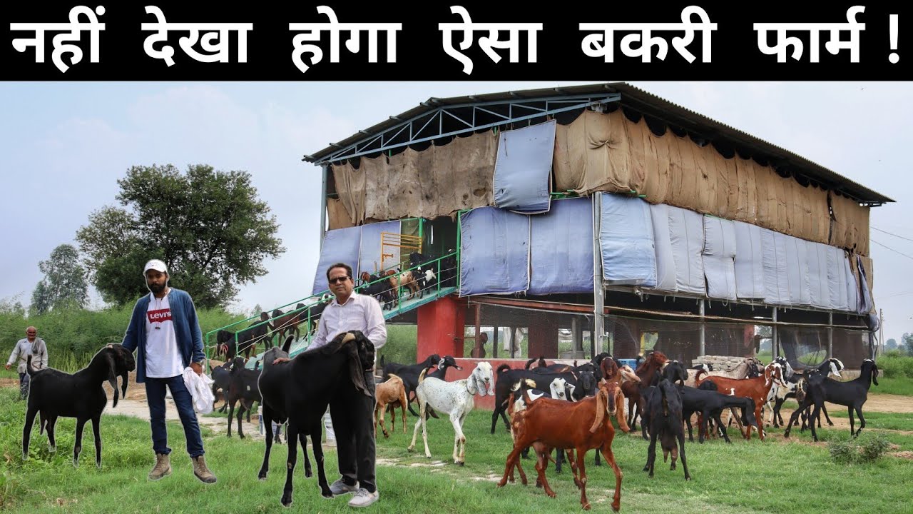 मर्चेंट नेवी की 13 लाख की नौकरी छोड़ Goat Farming करता युवा | Hi Tech Goat Farming