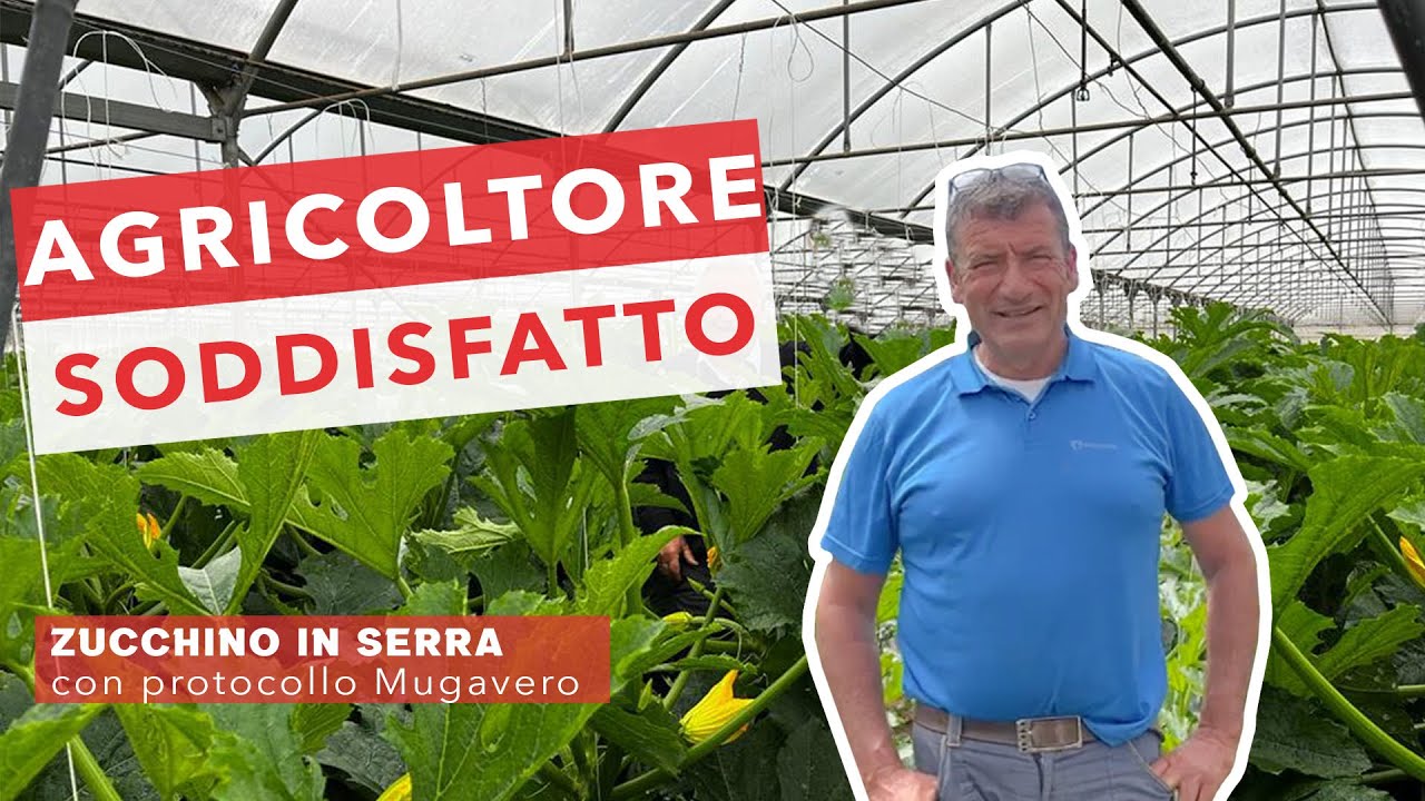 ZUCCHINO IN SERRA, COME rendere PRODUTTIVA la COLTURA