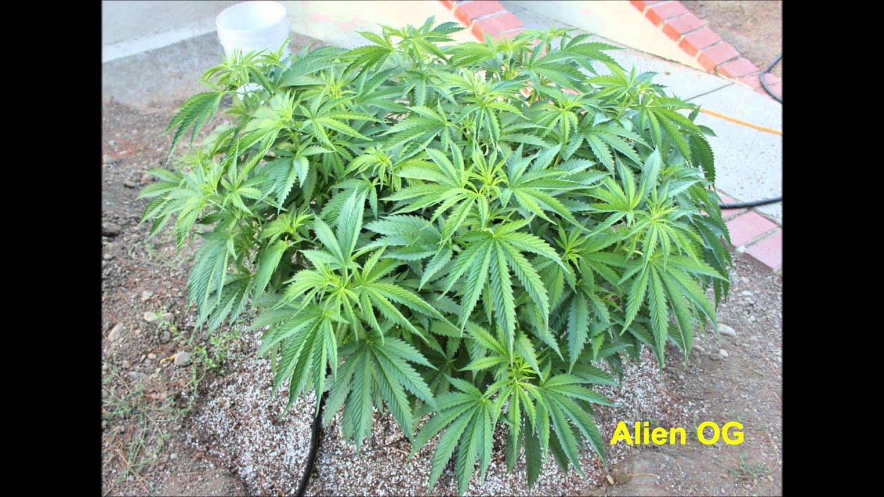 Budologist420's Outdoor Grow Slideshow 8/3/12