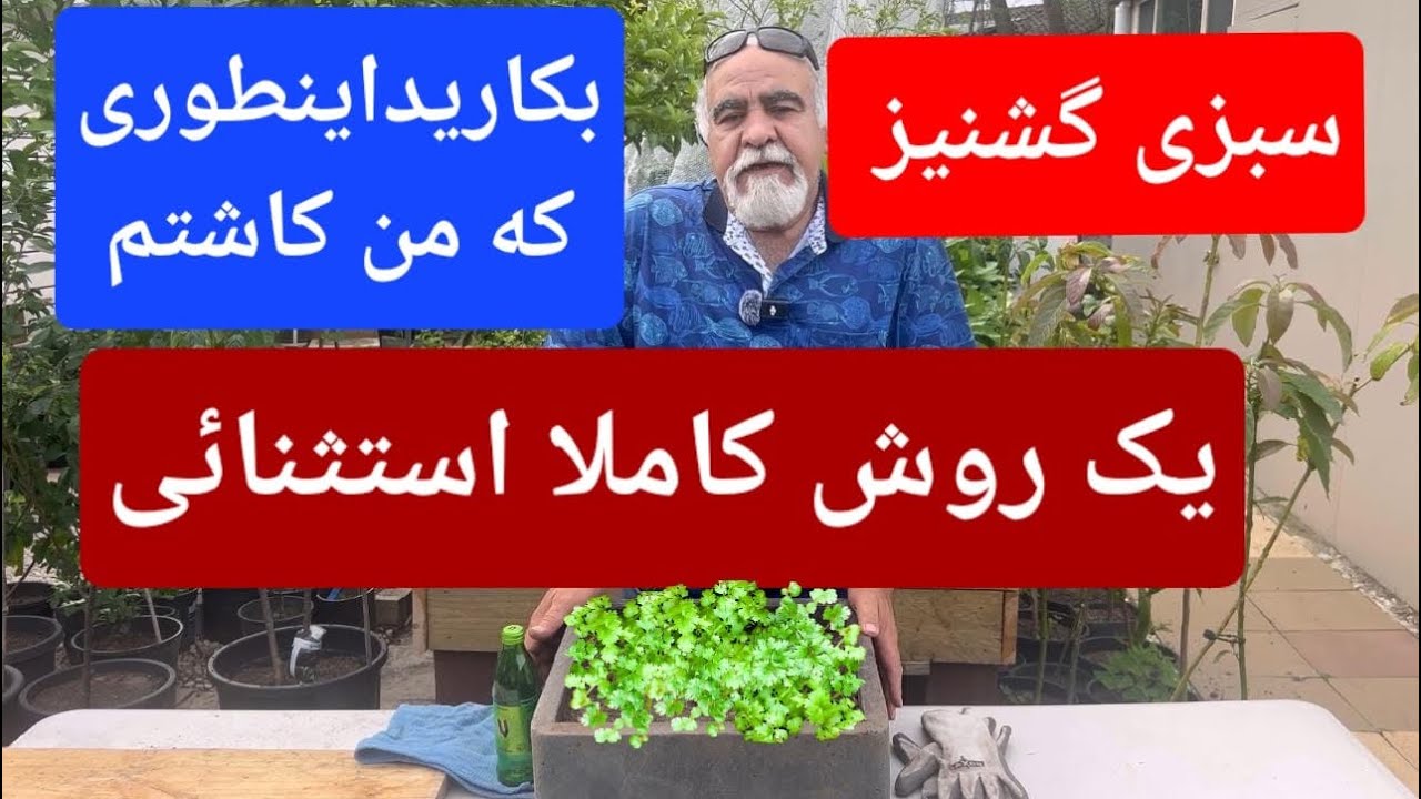 کاشت سبزی گشنیز با روش کاملا استثنایی