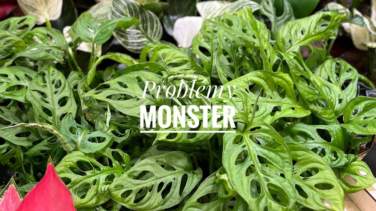 Najčastejšie problémy monster a ako ich vyriešiť