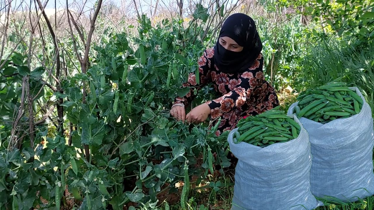 الريف في الجزائر / زراعة البازلاء وحصادها وتحضير أشهى الأطباق على النار