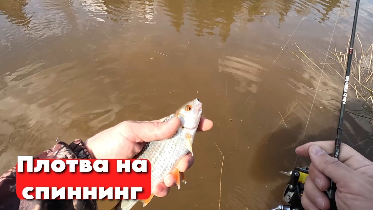 Мормышинг: как ловить плотву на спиннинг &mdash; открытие сезона