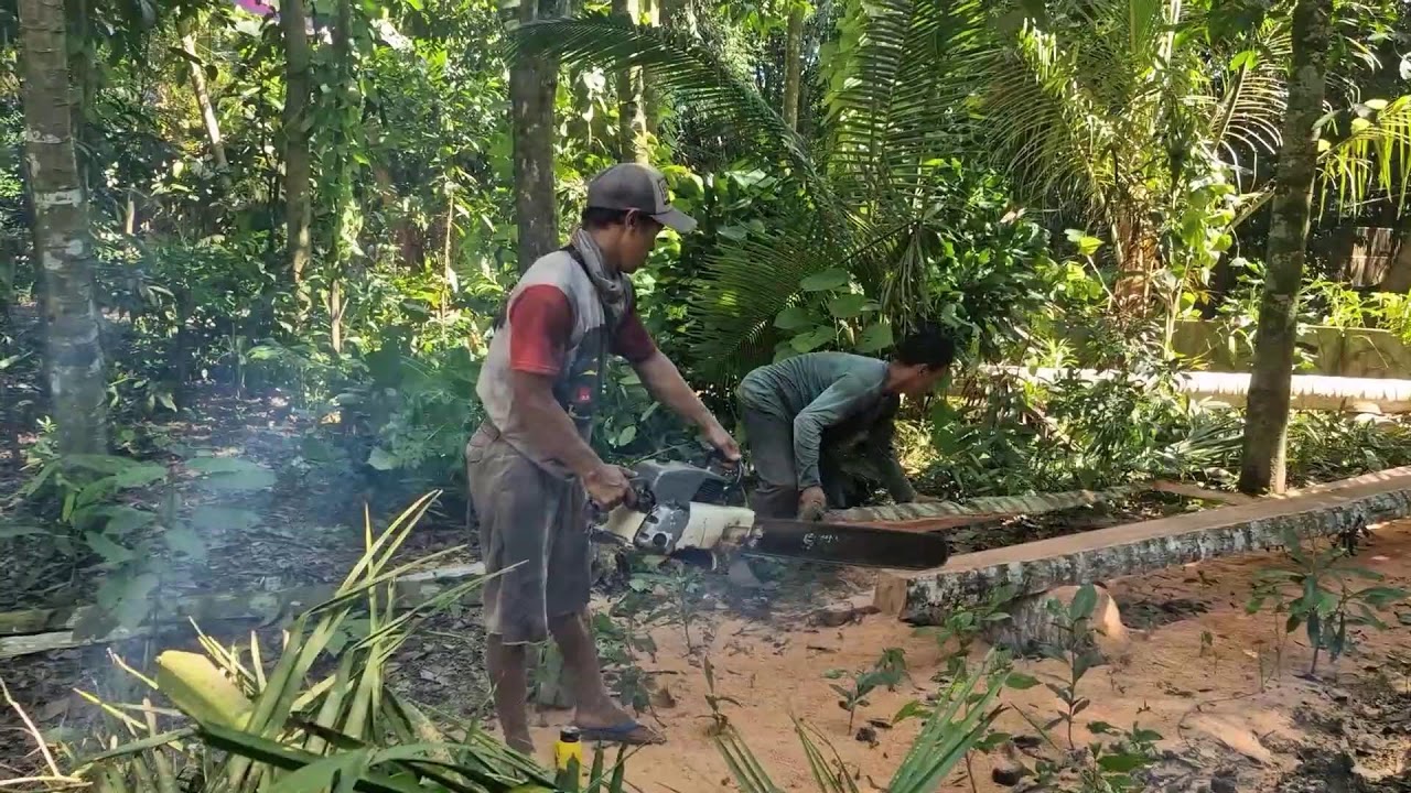 MODERN SAW TECHNIQUES: GENIUS PREPARATION BEFORE CUTTING COCONUT WOOD! - Agriculture Farming