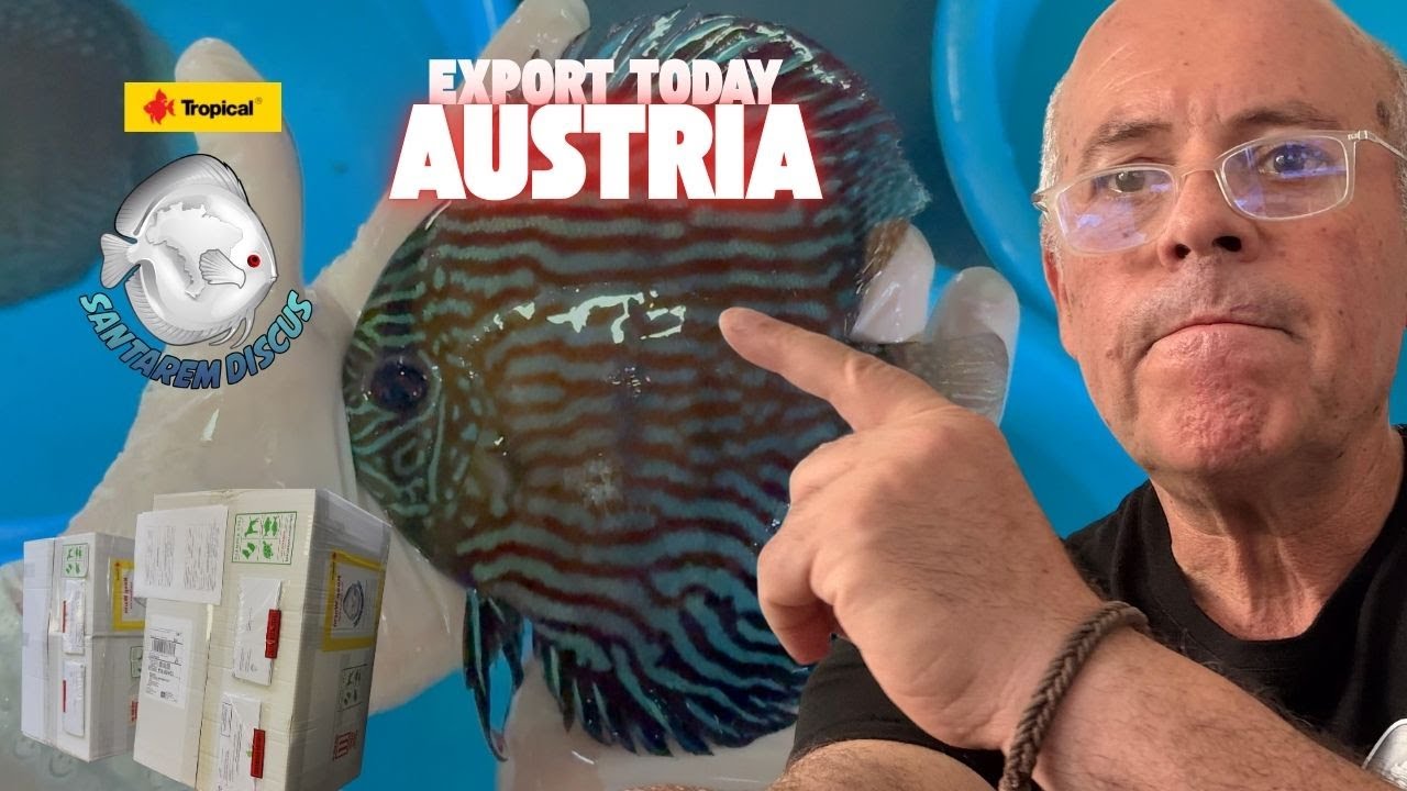 Export to Austria Today