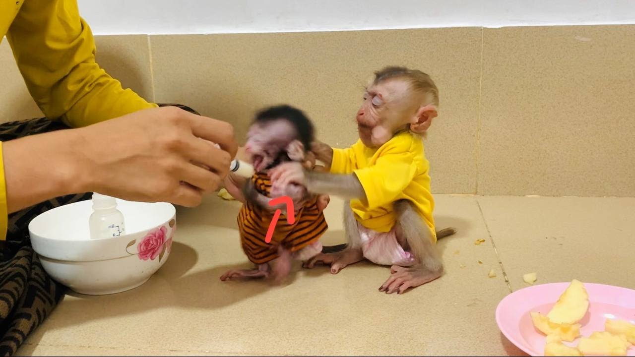 Oh Got!! First Time Jasmine Jeal0usely Anqrri With Her NB Sister