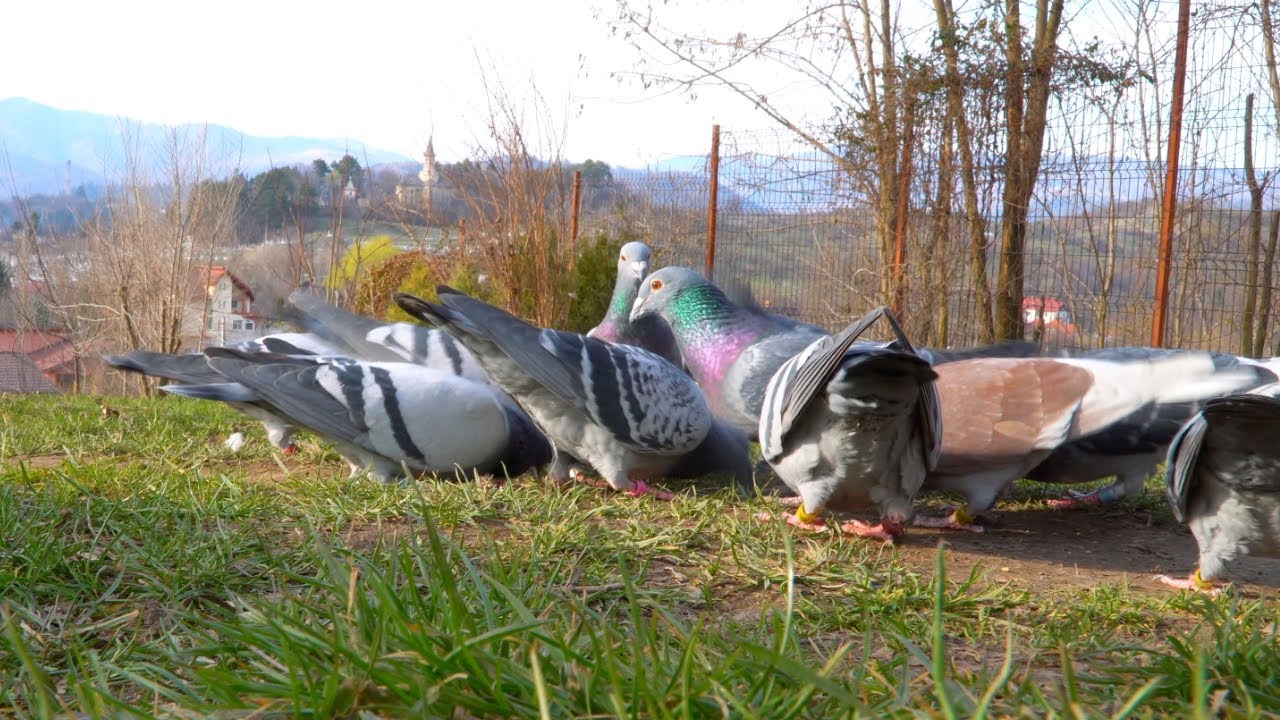 Relaxing. Feeding Racing Pigeons on the Ground